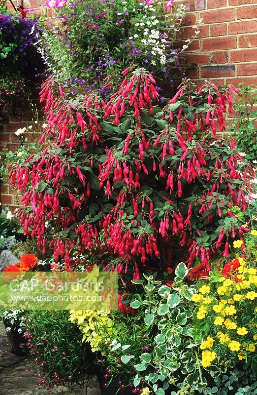 Fuchsia 'Leverkusen' trained as a weeping standard at Gable End in Surrey 