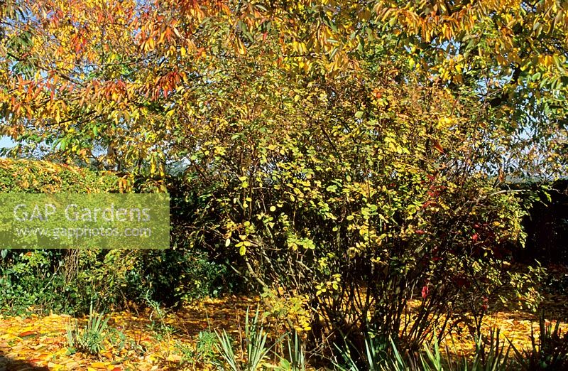 Rosa 'Nevada' and Prunus - Cherry tree with autumnal colours at Gowan Cottage in Suffolk