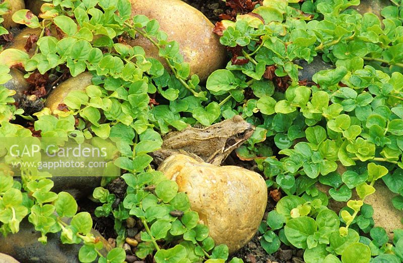 Frog sitting in Lysimachia - Creeping Jennny beside pond