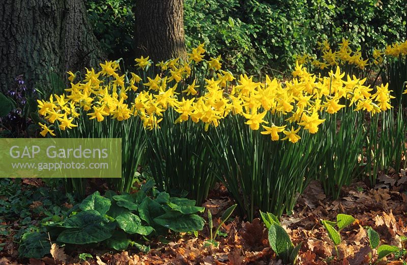 Narcissus 'February Gold' - Daffodils 