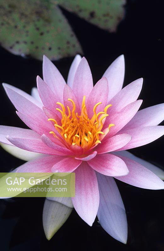 Nymphaea 'Fritz Junge' - Waterlily