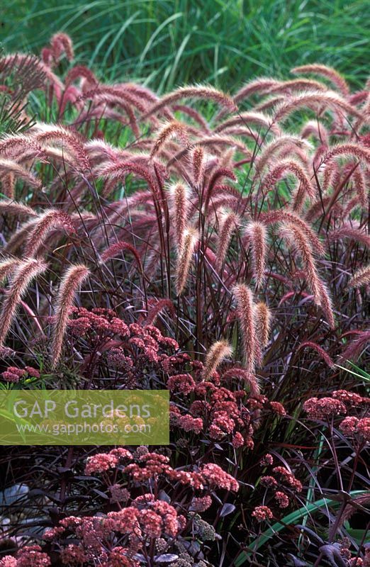 Pennisetum setaceum 'Rubrum' with Sedum telephium subsp. maximum 'Atropurpureum' in September.