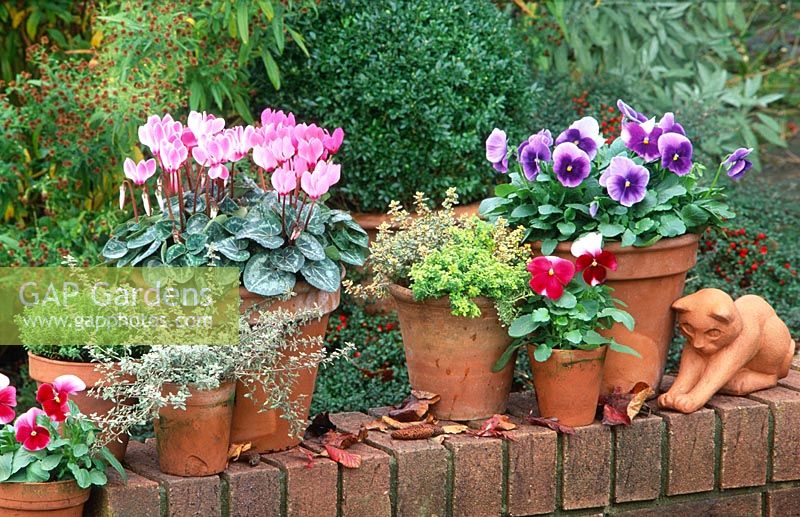 Autumn containers with Viola F1 'Ultima' & 'Beacon Rose', Thymus x citriodorus 'Aureus' & 'Doone Valley', Cyclamen 'Miracle', Thymus vulgaris 'Silver Posie' and Hebe 'Emerald Green'
