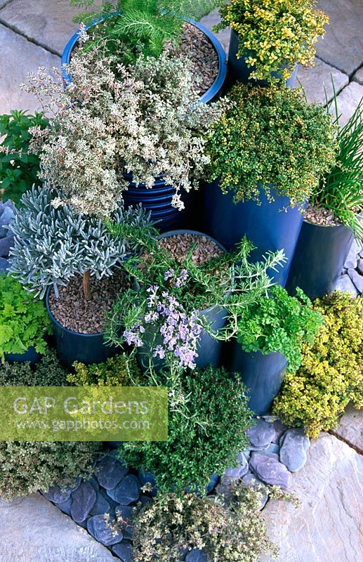 Herb garden in painted 'pipe' containers. Thymus, Lavandula, Petroselinum, Rosmarinus and Allium