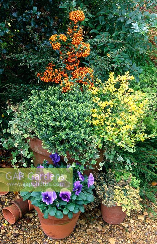 Autumn containers with Hebe rakaiensis, Pyracantha 'Teton', Ilex crenata 'Golden Gem', Pansy F1 'Ultima' and mixed Thymus - Thymes 