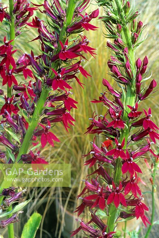 Lobelia 'Ruby Slippers'