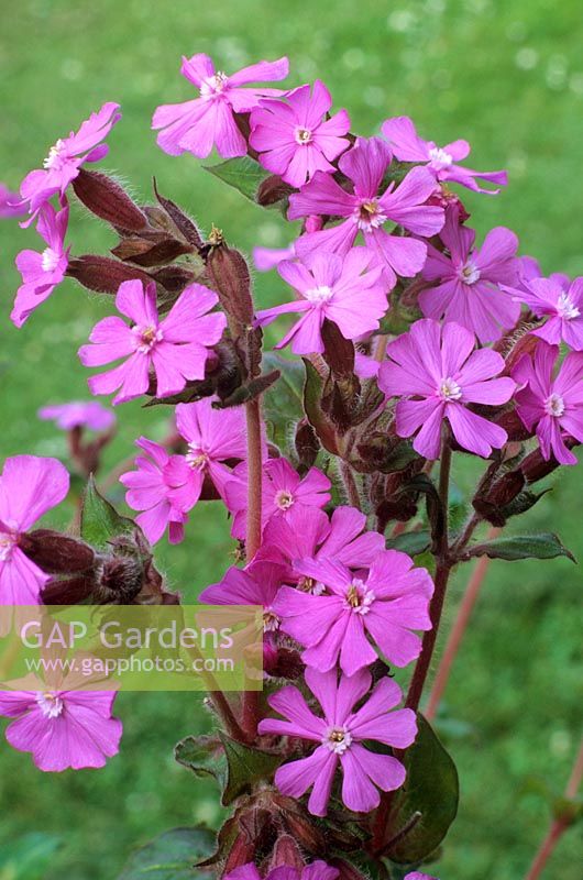 Silene dioica 'Pat Clissold'