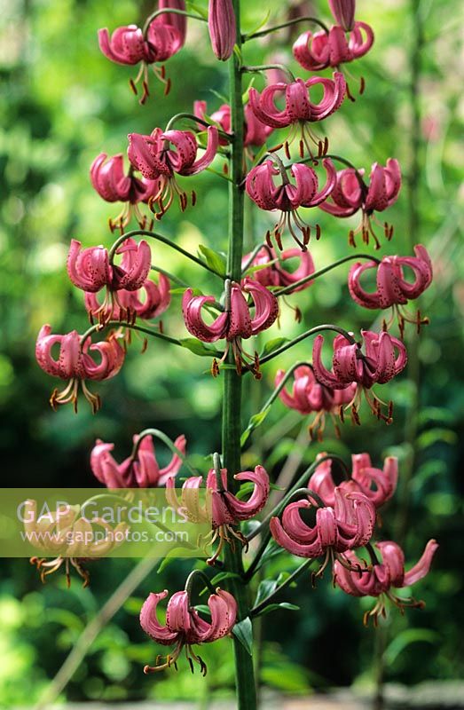Lilium martagon - Turkscap Lily 