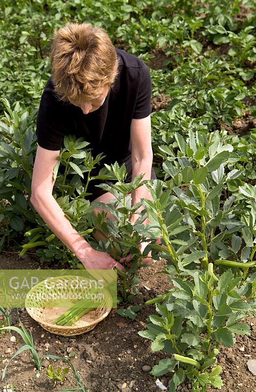Woman picking Broad Beans - Vicia faba 'Green Windsor'