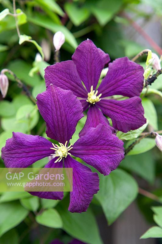 Clematis 'Polish Spirit' 