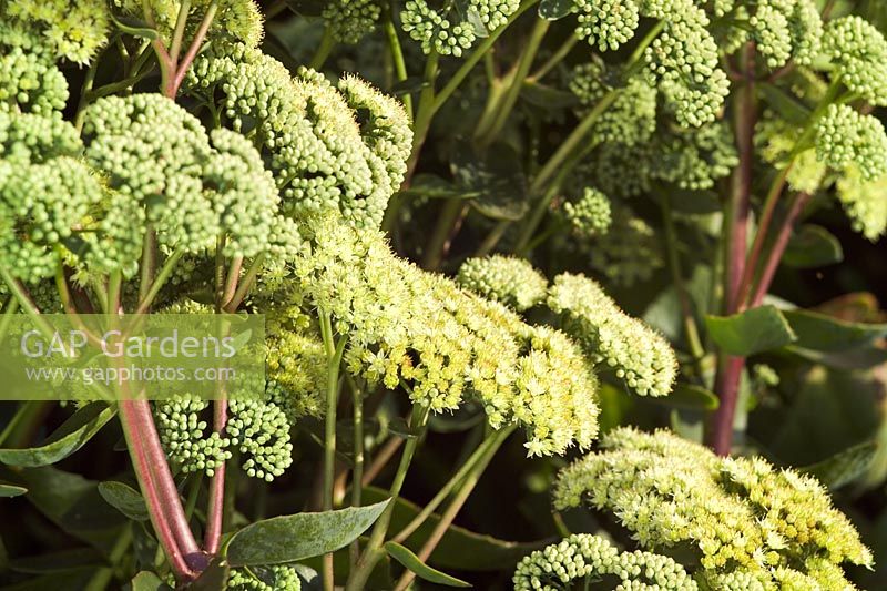 Sedum telephium 'Gooseberry Fool'