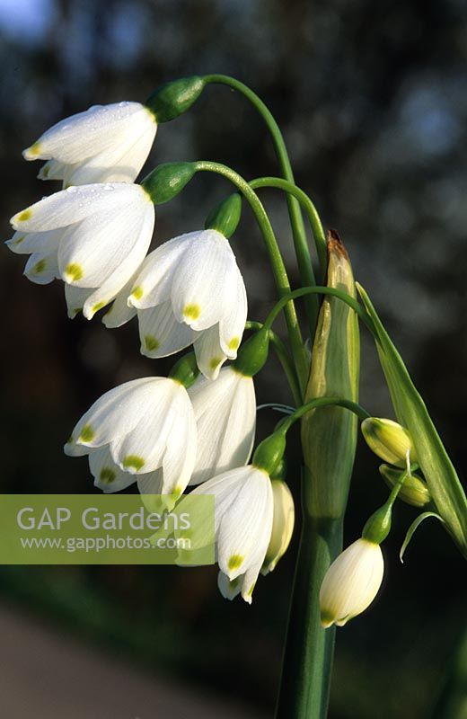 Leucojum aestivum