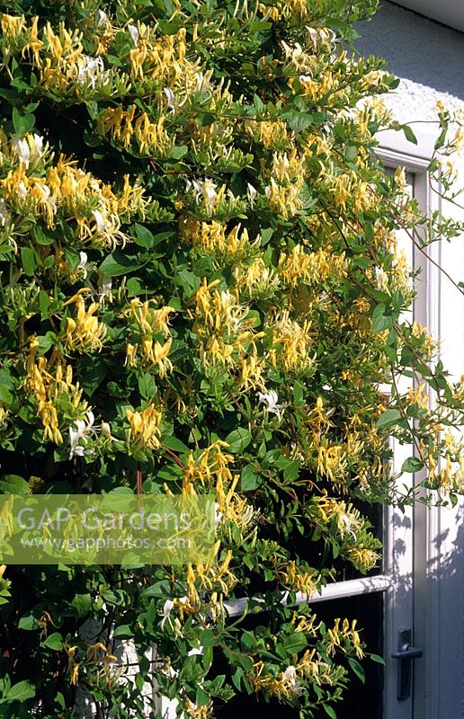 Lonicera periclymenum - Honeysuckle growing beside window
