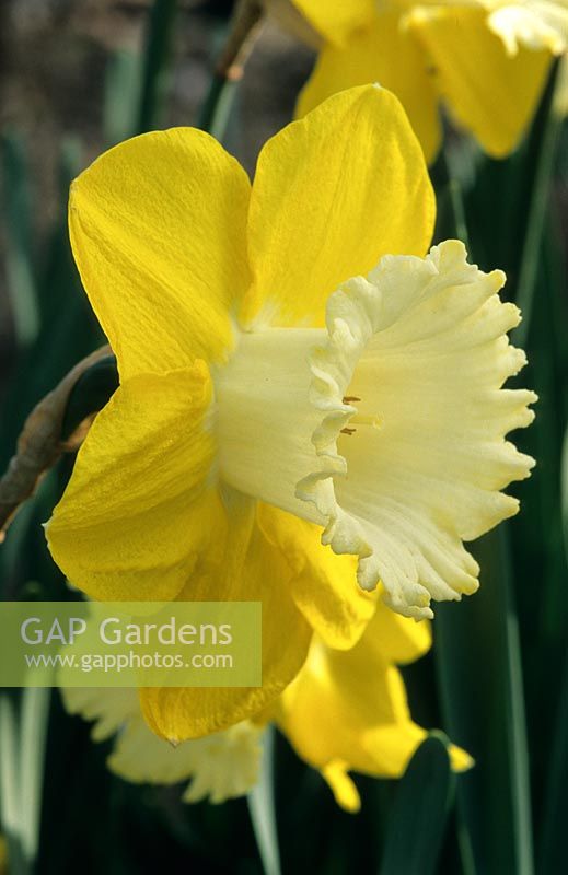 Narcissus 'Pineapple Prince' - Daffodils