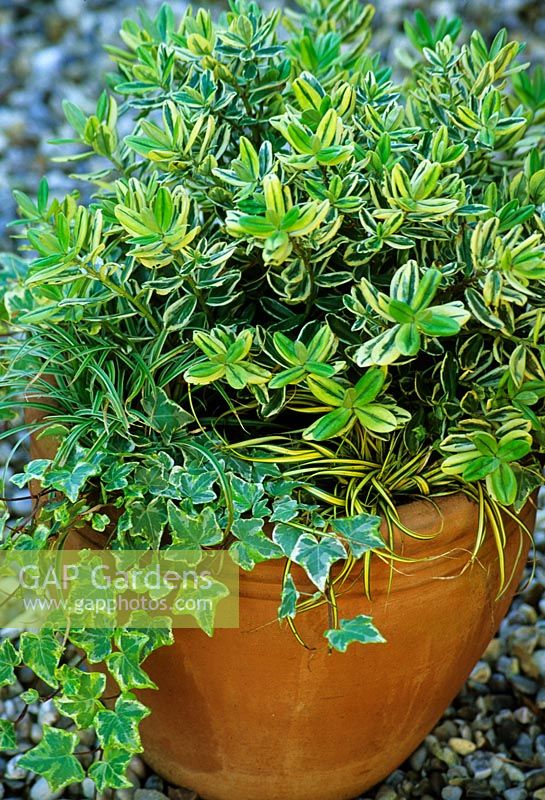 Winter container with  Hebe x franciscana 'Variegata', Hedera, Carex oshimensis 'Evergold'