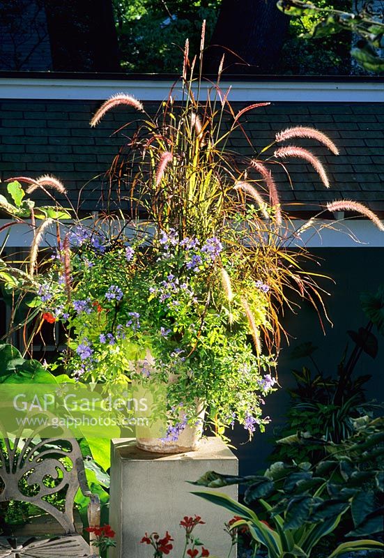 Container with Pennisetum orientale adn Plubago auriculata in  New Jersey, USA. 