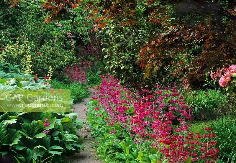 Gravel path and colourful spring border in woodland garden at Arbigland, Dumfries