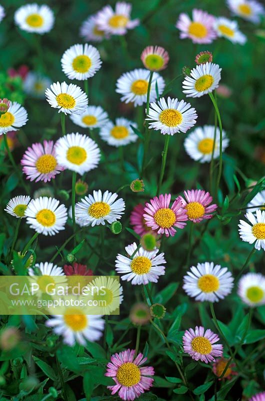 Erigeron karvinskianus - Mexican Fleabane 