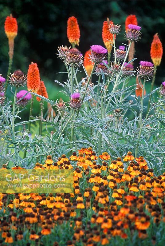 Hot summer border with Cynara cardunculus - Cardoon, Helenium 'Sahins Early Flowerer', Kniphofia 'Prince Igor' - Torch Lily  