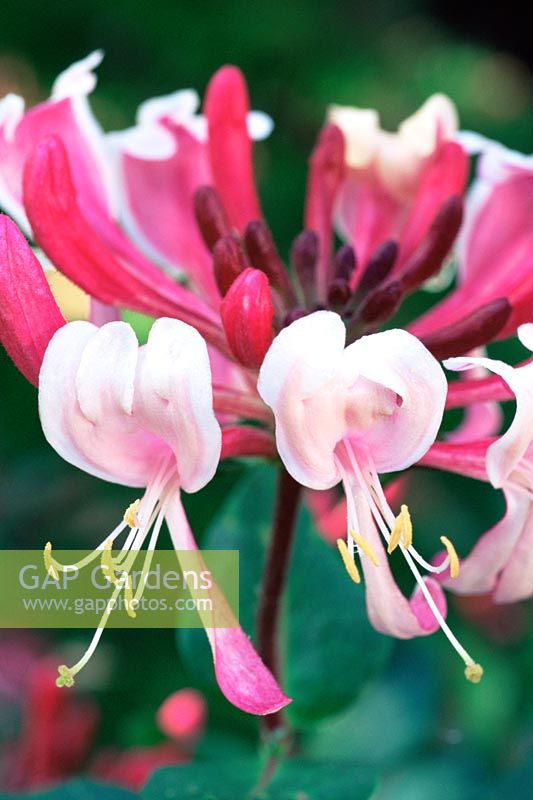 Lonicera periclymenum 'Red Gables' - Honeysuckle  