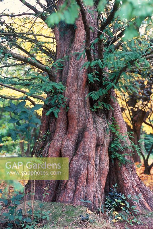 Metasequoia glyptostroboides - Dawn Redwood  at Hilliers Gardens in Hampshire 