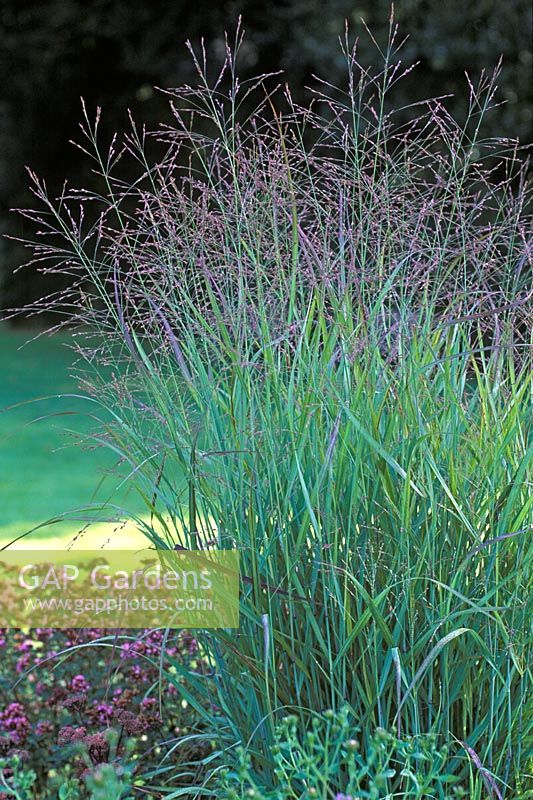 Panicum virgatum 'Shenandoah' - Switch Grass 