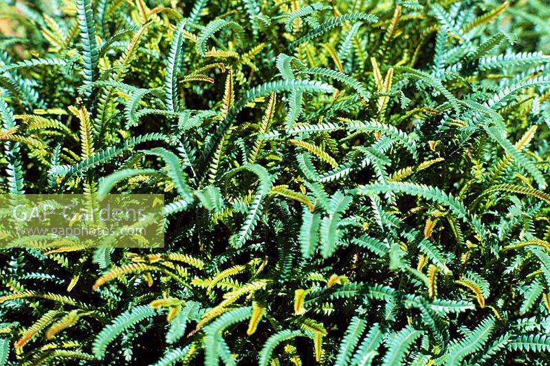 Dryandra Arctotidis - Fern-leaf Dryandra from Kangaroo Island in South Australia