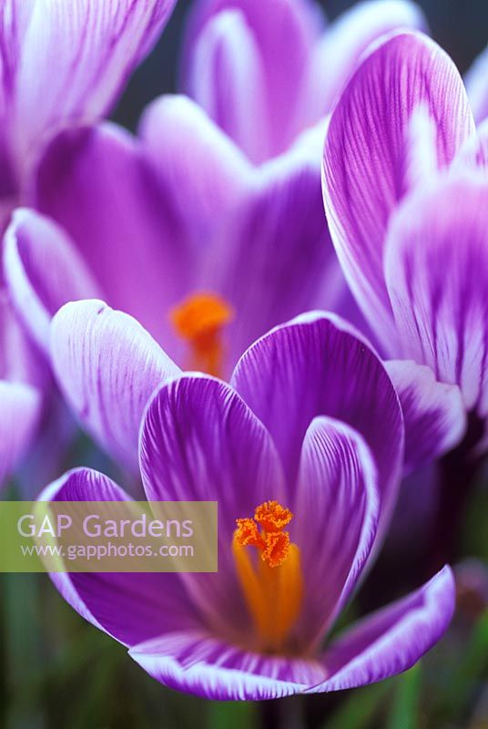 Crocus vernus subsp. albiflorus 'King of The Striped' 
