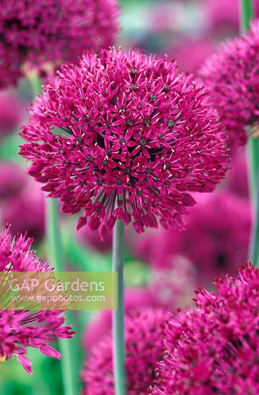 Allium hollandicum 'Purple Sensation' 