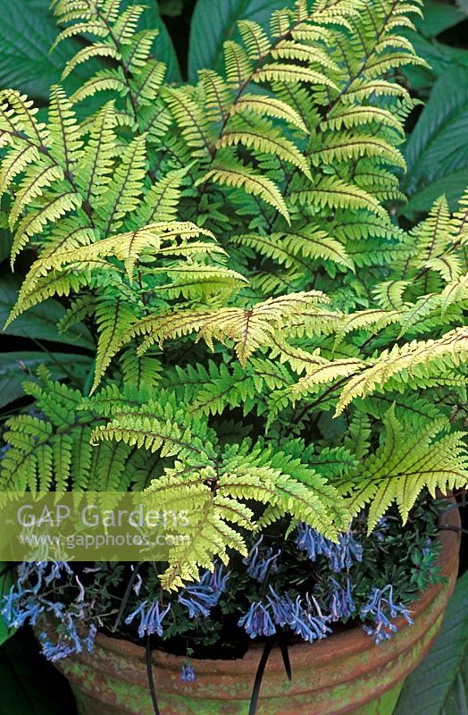 Container with Athyrium otophorum var Okanum - Fern and Corydalis flexuosa 'China Blue' 