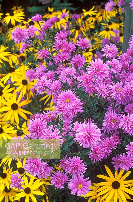 Aster novi-belgii 'Farncombe Lilac' with Rudbeckia fulgida var sullivantii 'Goldsturm'