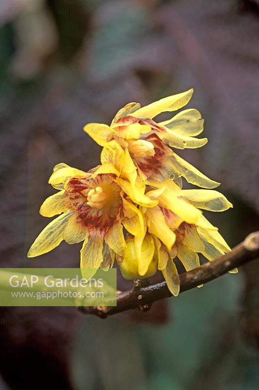 Chimonanthus praecox - Winter Sweet 