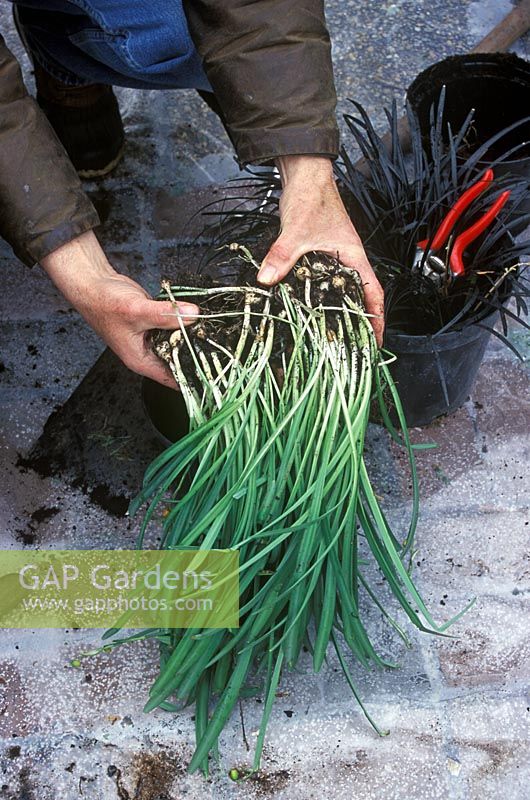 Man potting Galanthus nivalis - Snowdrops in the green in spring 