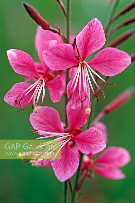 Gaura lindheimeri 'Siskiyou Pink' 