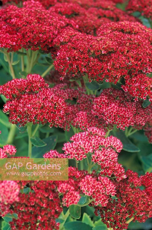 Sedum spectabile 'Indian Chief' - Stonecrop 