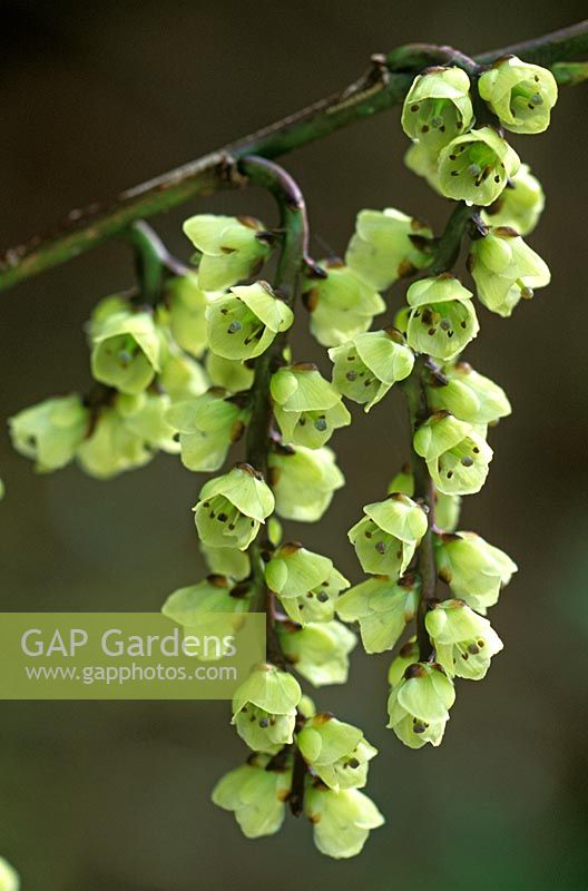 Stachyurus praecox 'Magpie'  