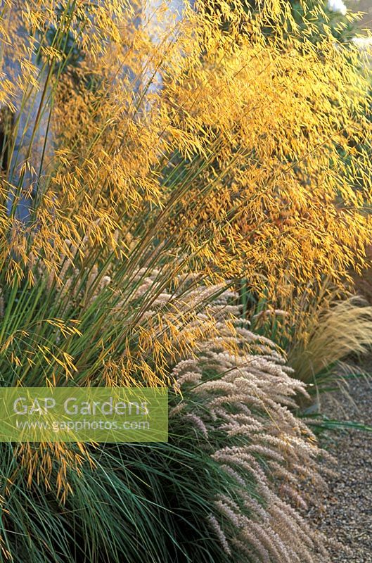 Stipa gigantea - Golden Oats with Pennisetum orientale in July 