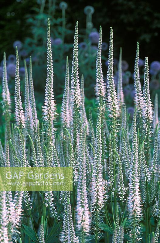 Veronicastrum virginicum roseum 'Pink Glow' 