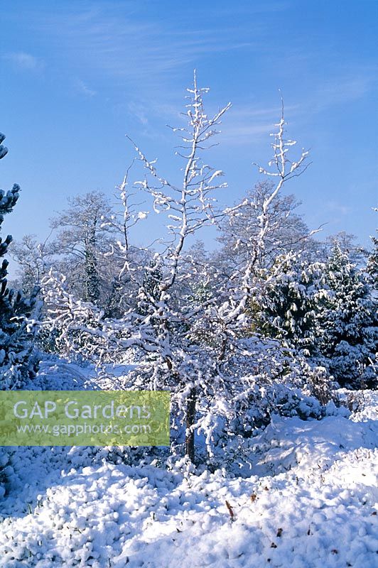 Larix kaempferi 'Diane' - Japanese Larch with snow in winter 