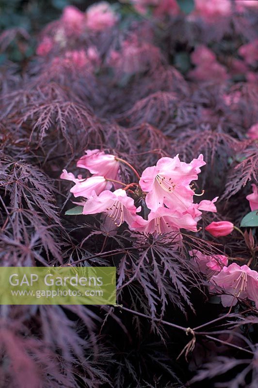 Rhododendron 'Bow Bells' - Azalea with Acer palmatum dissectum 'Garnet' 