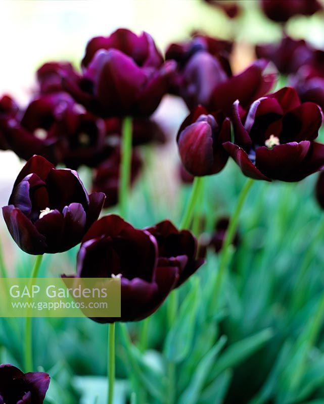 Tulipa 'Queen of Nig... stock photo by Leigh Clapp, Image: 0021166