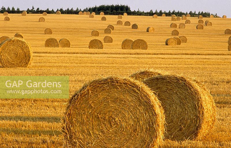 Fields of Straw Bails, Norfolk