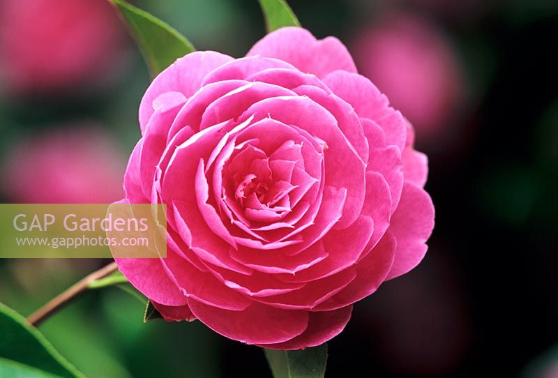 Camellia x williamsii 'Shocking Pink'
