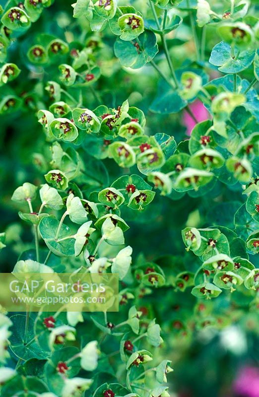 Euphorbia x martinii - National Collection of Euphorbia 