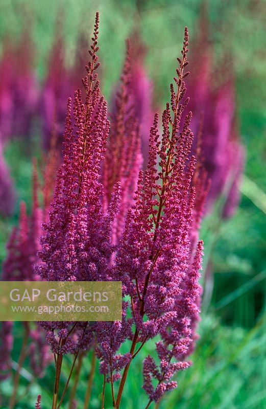 Astilbe chinenses var taquetii 'Purpurlanze' (syn 'Purple Lance')