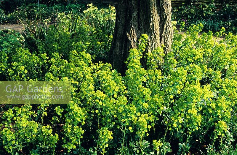 Euphorbia amygdaloides 'Robbiae'