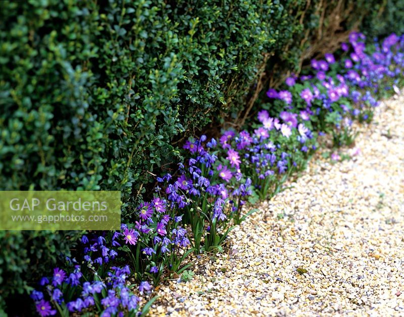 Row of Scilla edging hedge and gravel path 