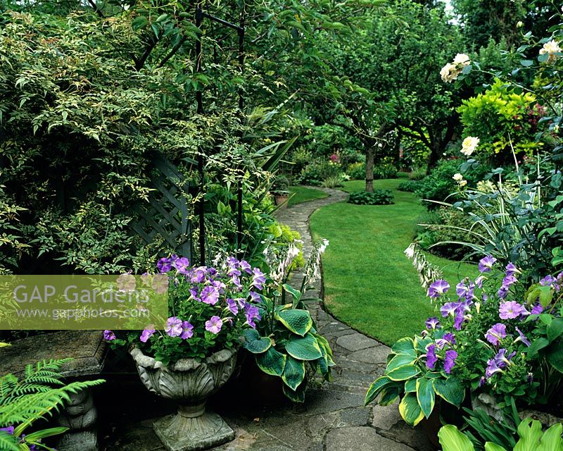 Patio with Petunias and Hostas in pots and view to lawn