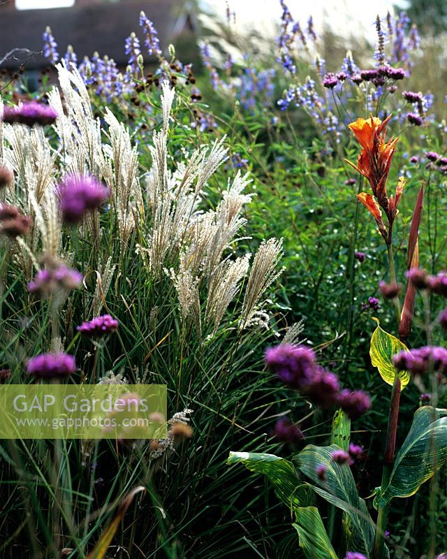 Summer border with ornamental grasses, Verbena and Canna
