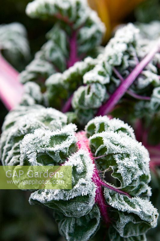 Beta vulgaris - Chard with frost in November